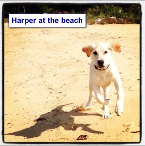 Sadiepup.Harper at the beach