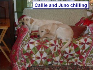 Sadiepup.Callie&Junochilling
