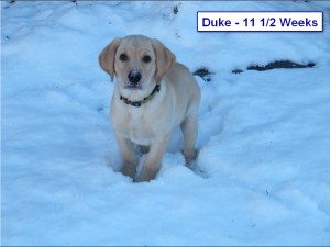 Duke at 11 and half weeks