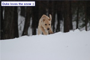 Duke loves the snow