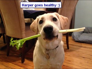 Sadiepup.Harper goes healthy