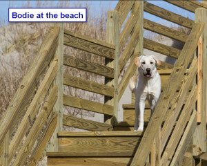 Sadiepup.Bodie at the beach