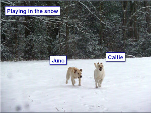 Sadiepup.Callie&Juno playing in the snow