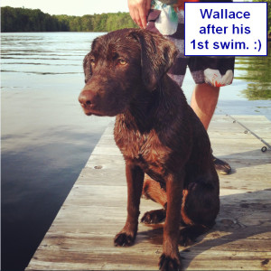 Katiepup.Wallace 1st swim