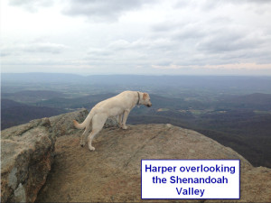Sadiepup.Harper overlooking Shenandoah Valley