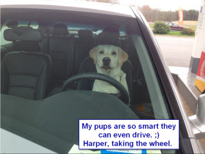 Sadiepup.Harper taking the wheel