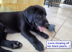 Katiepup.Lexie showing off black pearls