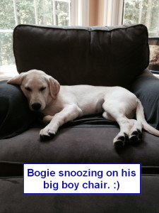 Sadiepup.Bogie snoozing on big boy chair