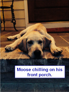 Sadiepup.Moose chilling on porch