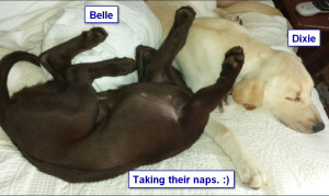 Katiepup.Belle and Dixie taking naps