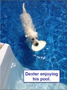 Maggiepup.Dexter enjoying his pool