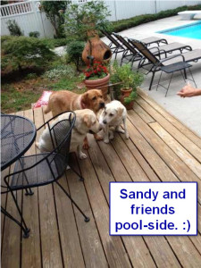 Maggiepup.Sandy and friends pool-side
