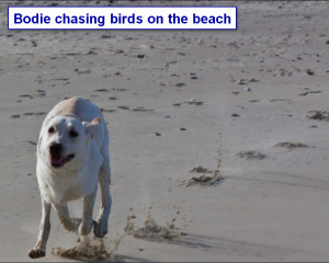 Sadiepup.Bodie chasing birds on the beach