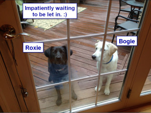 Sadiepup.Bogie and Roxie impatiently waiting