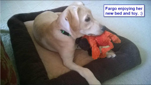 Sadiepup.Fargo's new bed and toy
