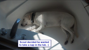 Maggiepup.Scout in tub