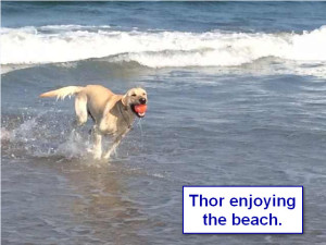 Maggiepup.Thor enjoying the beach