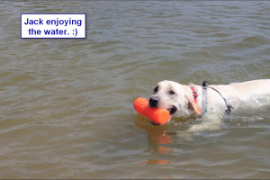 Sadiepup.Jack enjoying the water