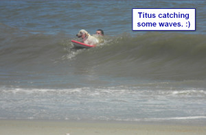 Sadiepup.Titus catching waves