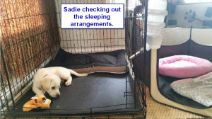 Maggiepup.Sadie - checking out sleeping arrangements