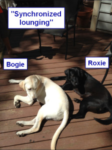 Sadiepup.Bogie and Roxie - synchronized lounging
