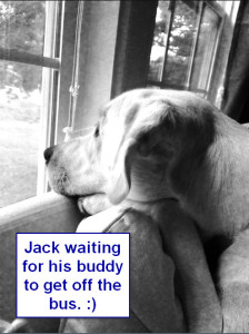Sadiepup.Jack waiting for Austin to get off the bus