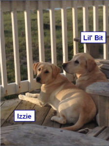 Maggiepup.Izzie and Lil' Bit 2