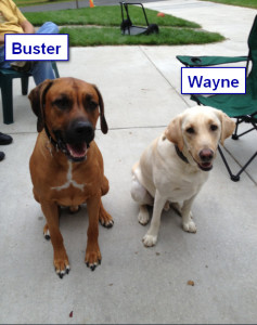 Maggiepup.Wayne and Buster