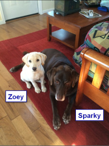 Maggiepup.Zoey and Sparky