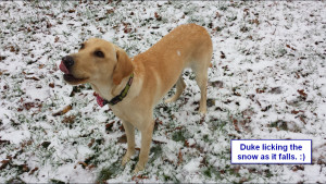 Duke - Licking the snow as it falls