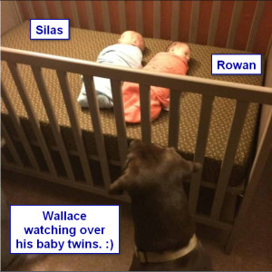 Katiepup.Wallace watching his twins