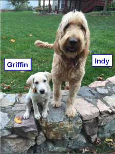 Maggiepup.Griffin and Indy posing