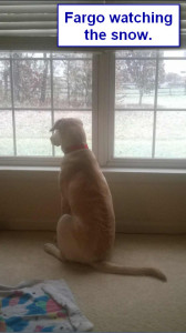 Sadiepup.Fargo watching the snow