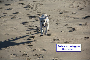 Maggiepup.Bailey-Running on the beach