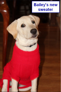 Maggiepup.Bailey's new sweater