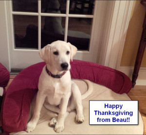 Maggiepup.Beau - Happy Thanksgiving