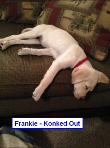 Maggiepup.Frankie - Konked Out