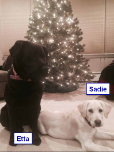 Maggiepup.Sadie and Etta in front of the tree