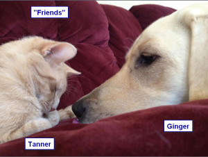 Sadiepup.Ginger and Tanner - Friends