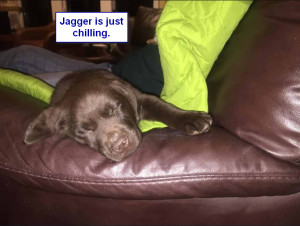Maggiepup.Jagger chilling