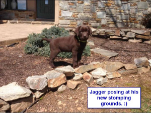 Maggiepup.Jagger posing at his new home
