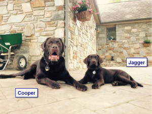 Maggiepup.Jagger and Cooper