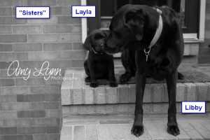 Katiepup.Layla and Libby