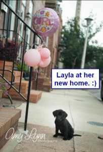 Katiepup.Layla at her new home