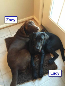 Maggiepup.Lucy (Gabby) and Zoey4