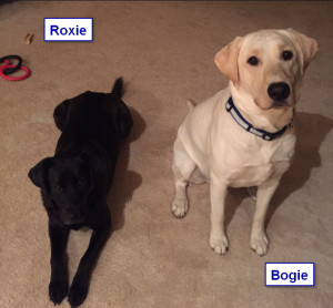 Sadiepup.Bogie and Roxie2