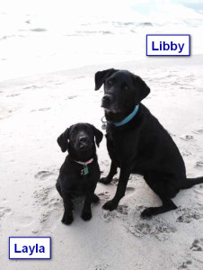 Katiepup.Layla and Libby2