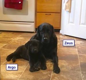 Lucypup.Argo and Zeus