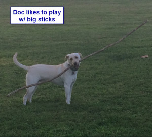 Sadiepup.Doc playing w- big sticks