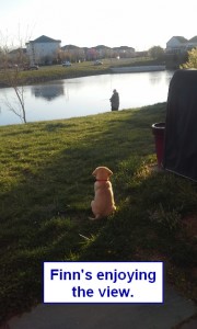 Maggiepup.Finn enjoying the view